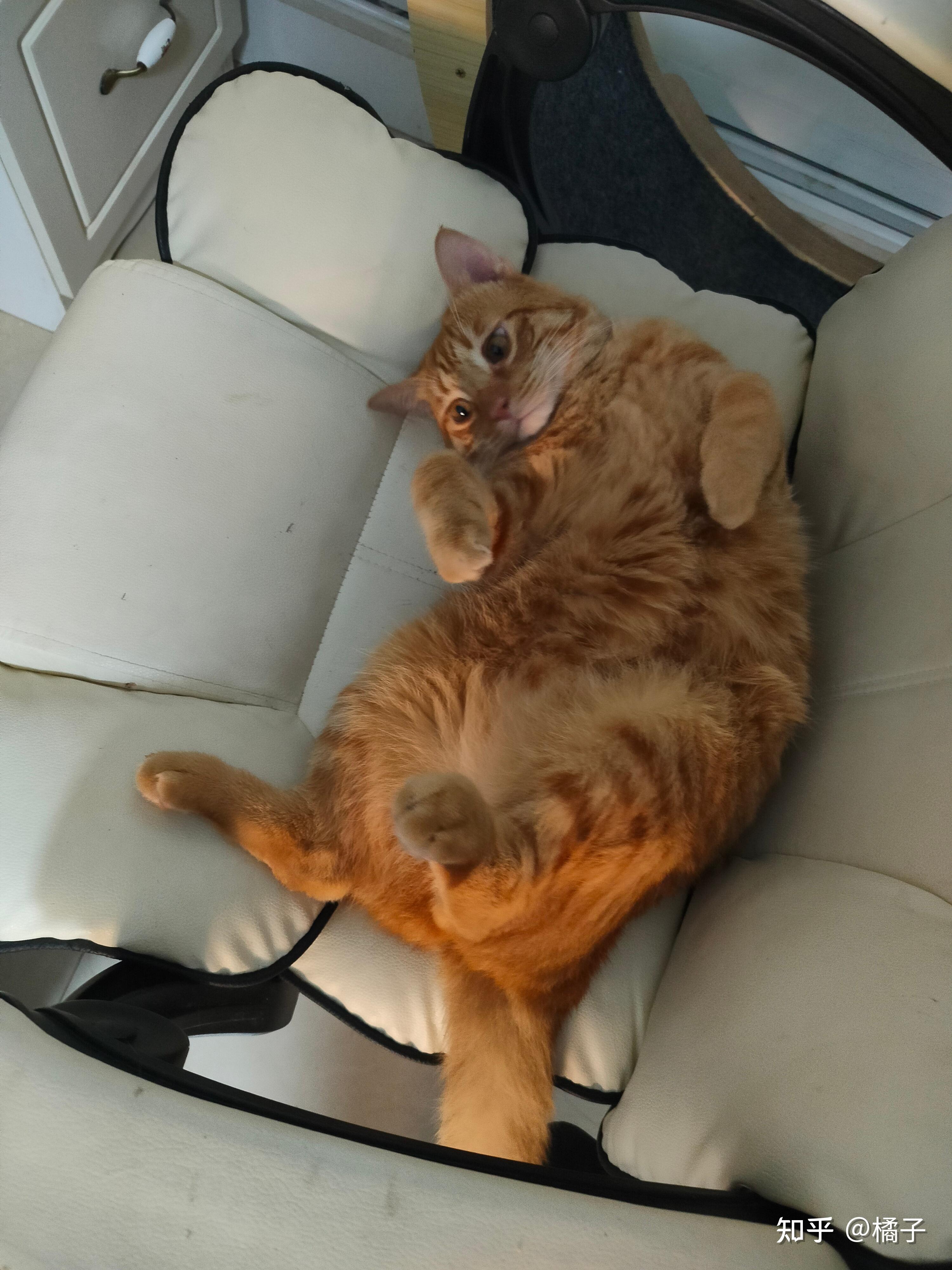 可以放一张猫猫睡懒觉的照片吗