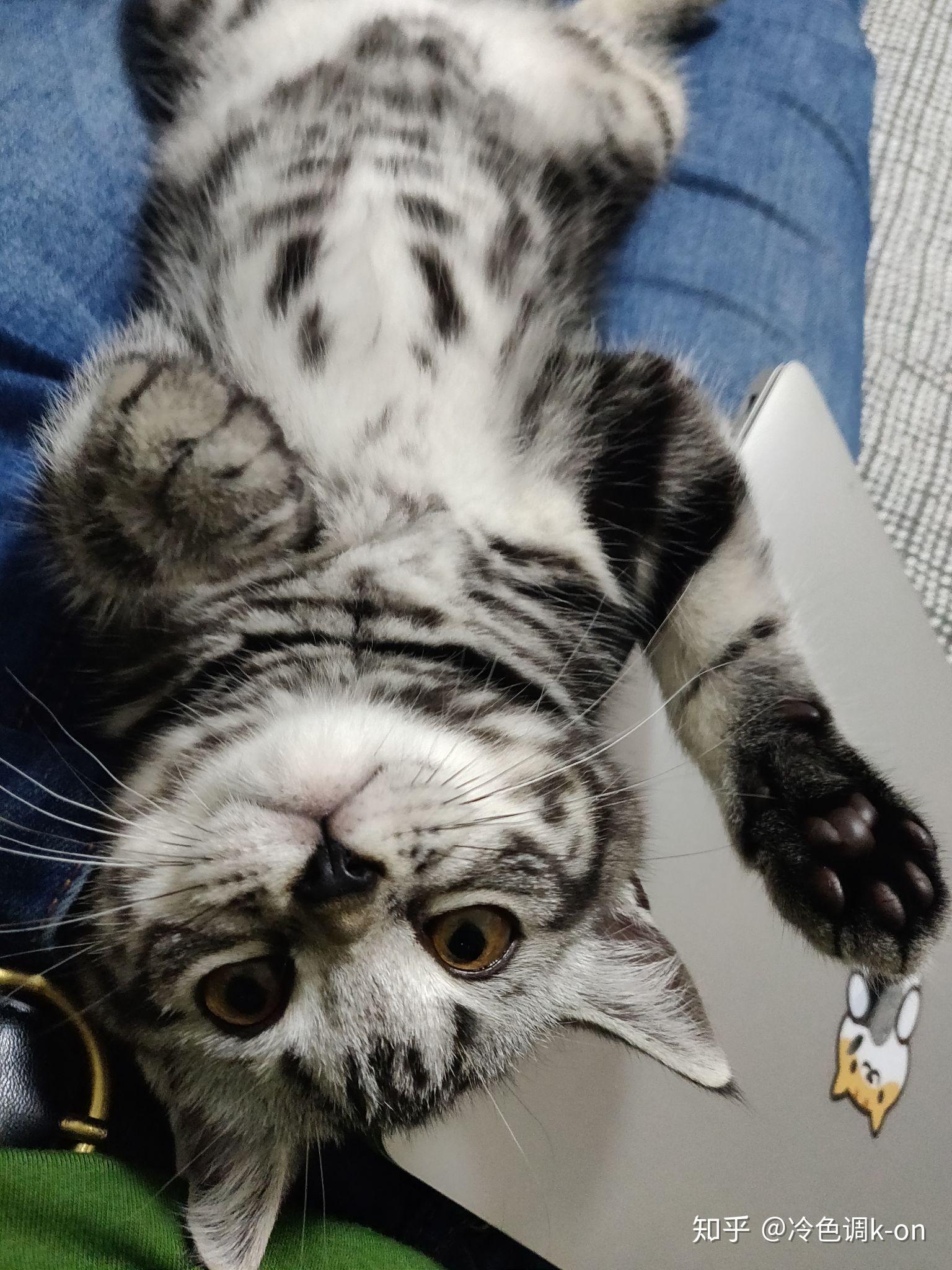 养六个月以下的小奶猫是怎样的体验