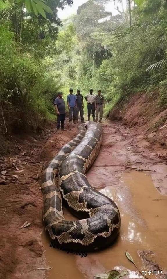 世界上最大的蛇有多大?