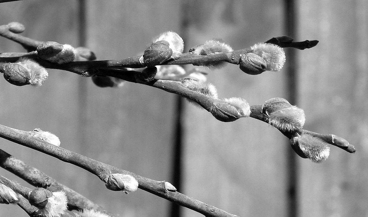 樟树枝有什么作用