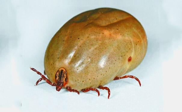 蜱虫有毒吗?怎么预防蜱虫叮咬