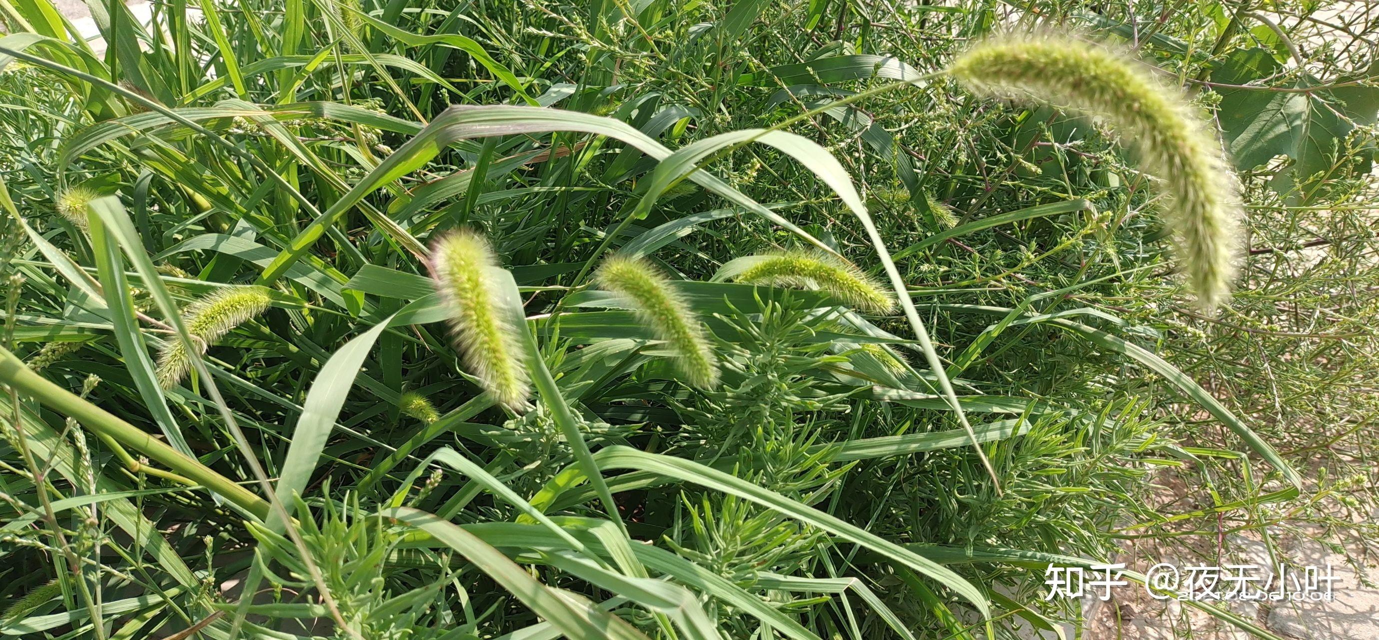 银杏叶提取物片厂家