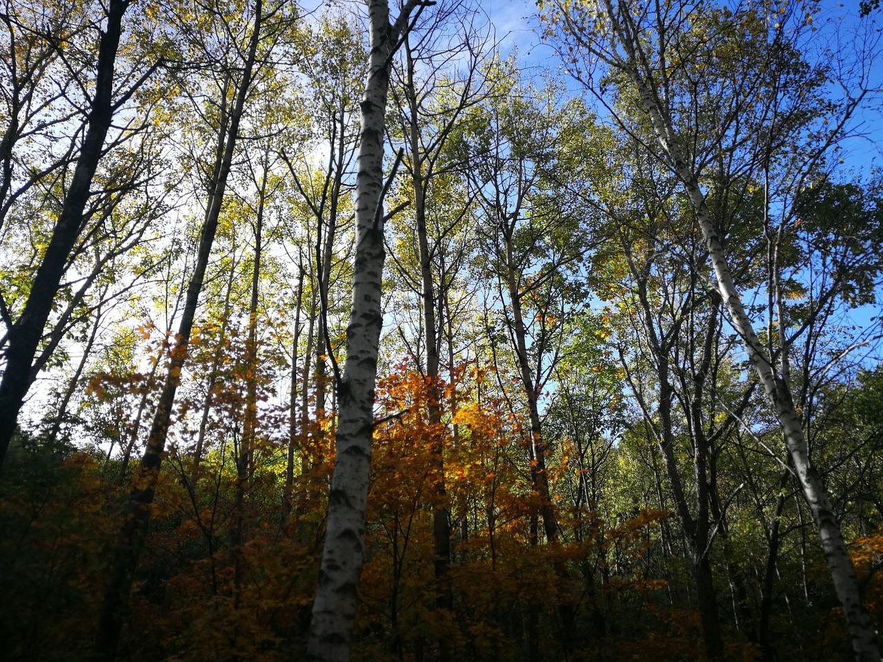 4. 朴树品种对比析