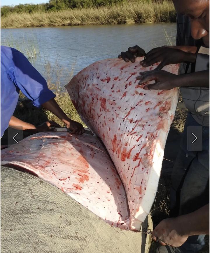 为什么动物进化不出皮甲？