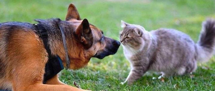 猫狗双全就是人生赢家了?too young too simple! - 知乎