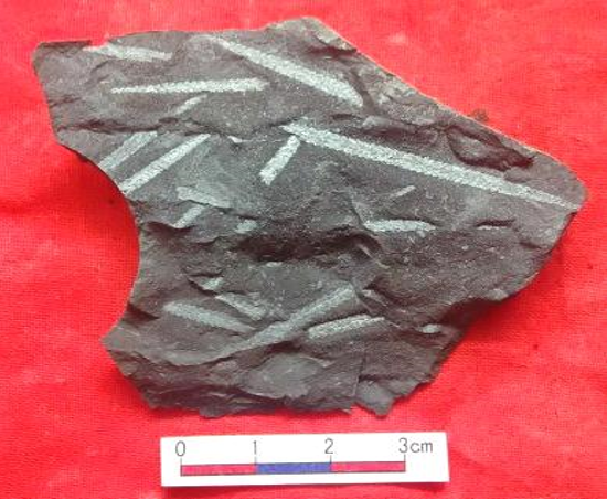 笔石动物活着的时候长啥样? - 知乎