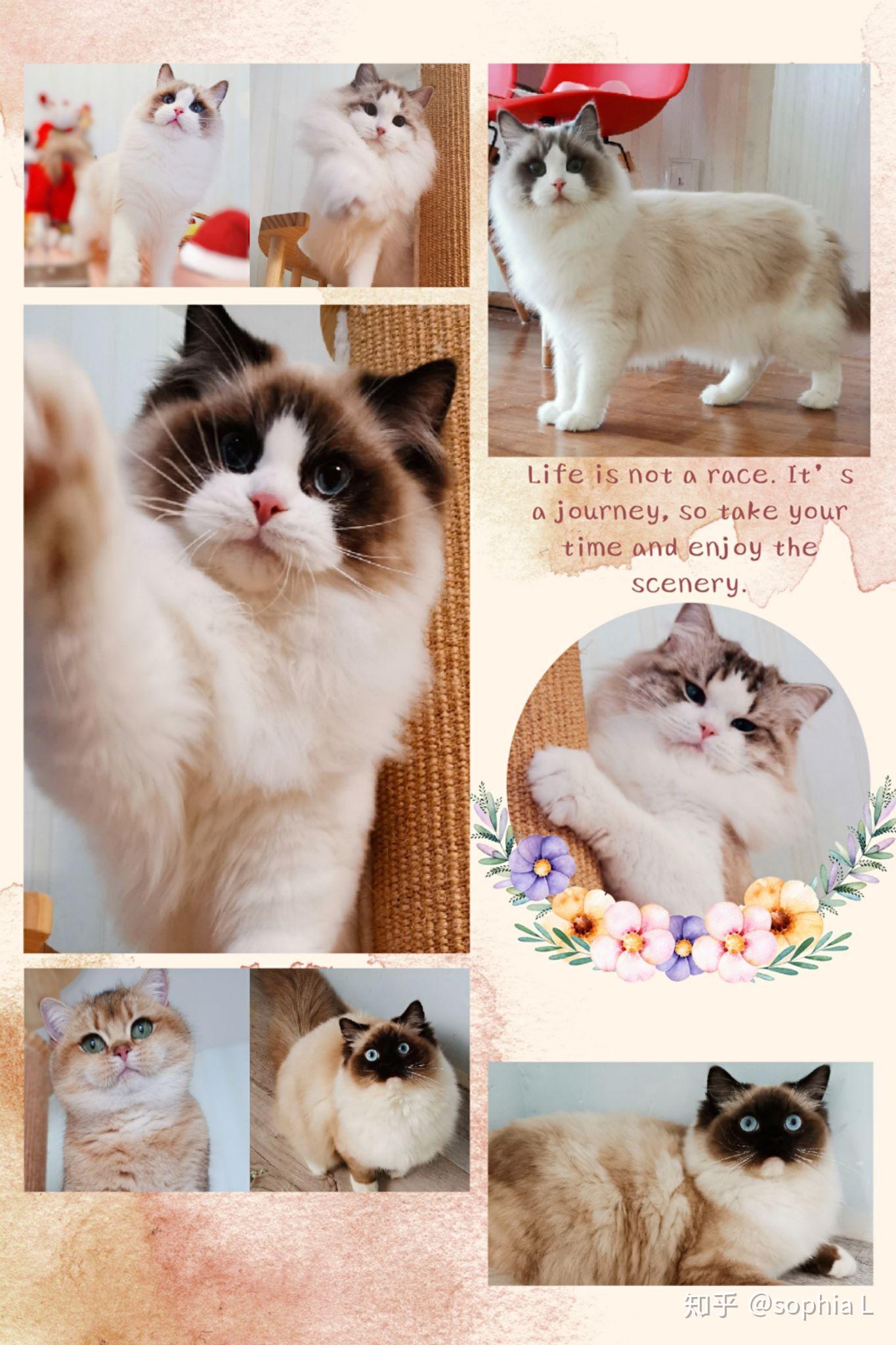 你会选择养布偶猫还是挪威森林猫?为什么? - 知乎