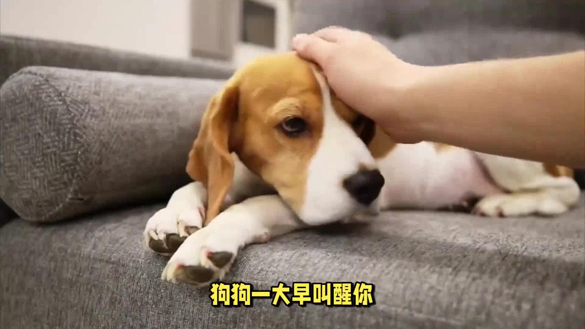 狗狗叫主人起床图片