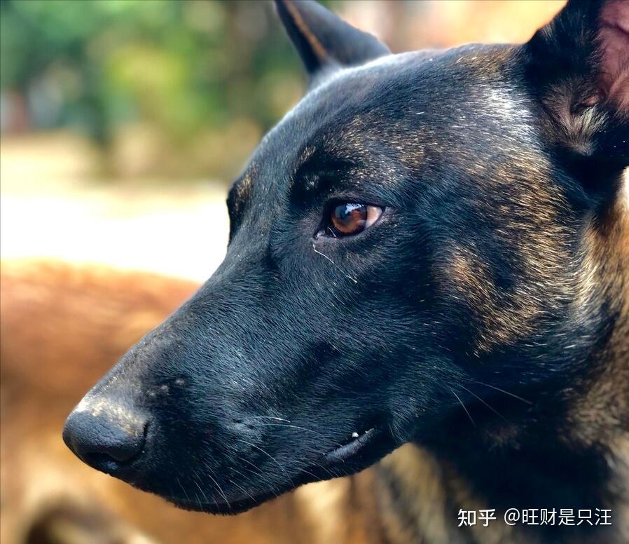 原来“马犬”这么可怕,怪不得那么多人“望而却步”