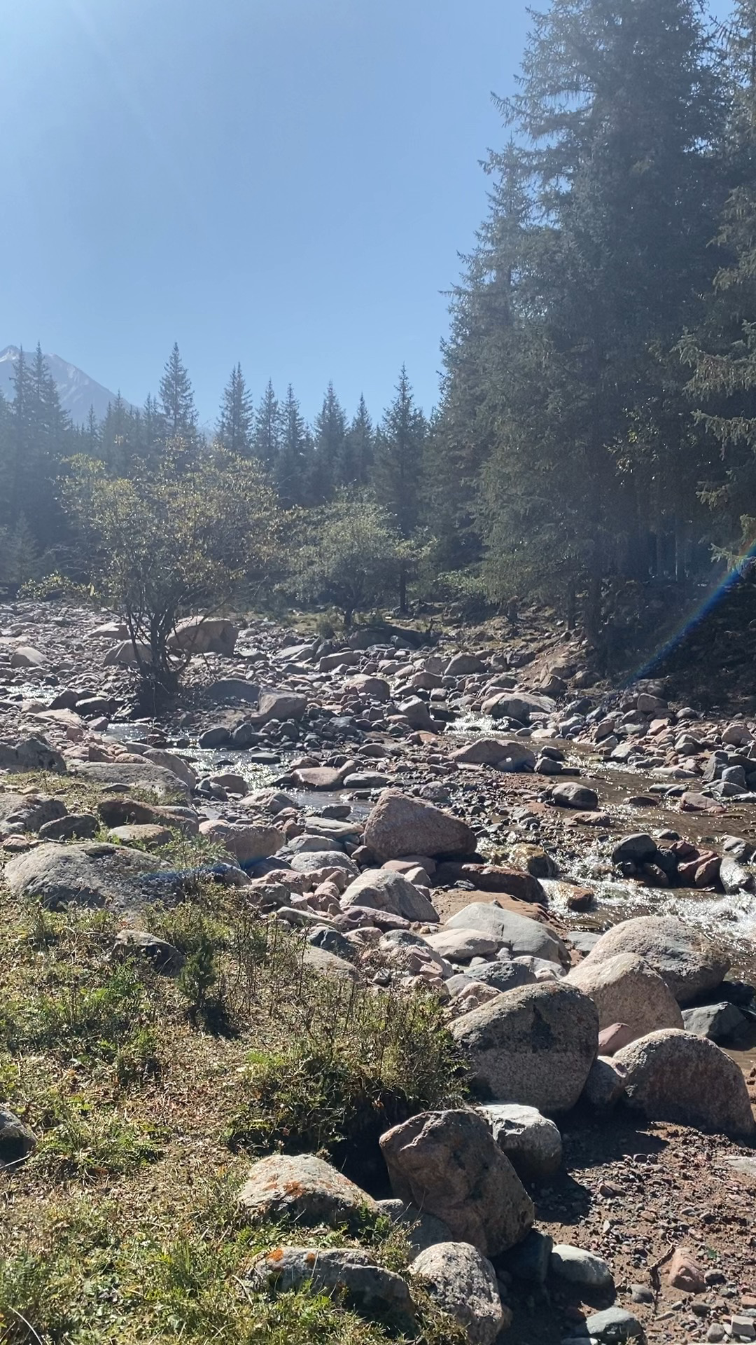 青海省冰沟林海