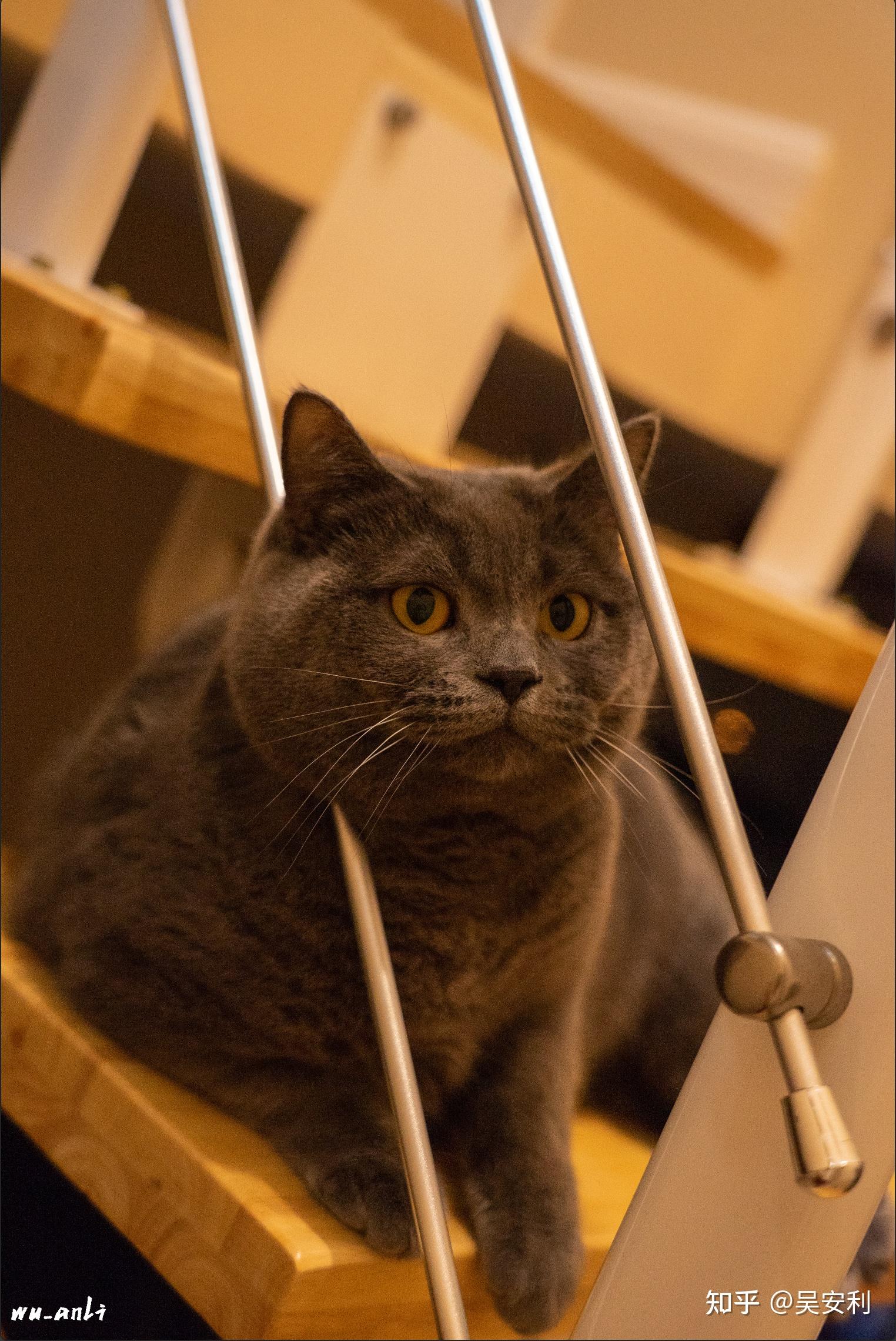 联想小新宠物智能一体机 a7 pro 有哪些值得入手的理由?