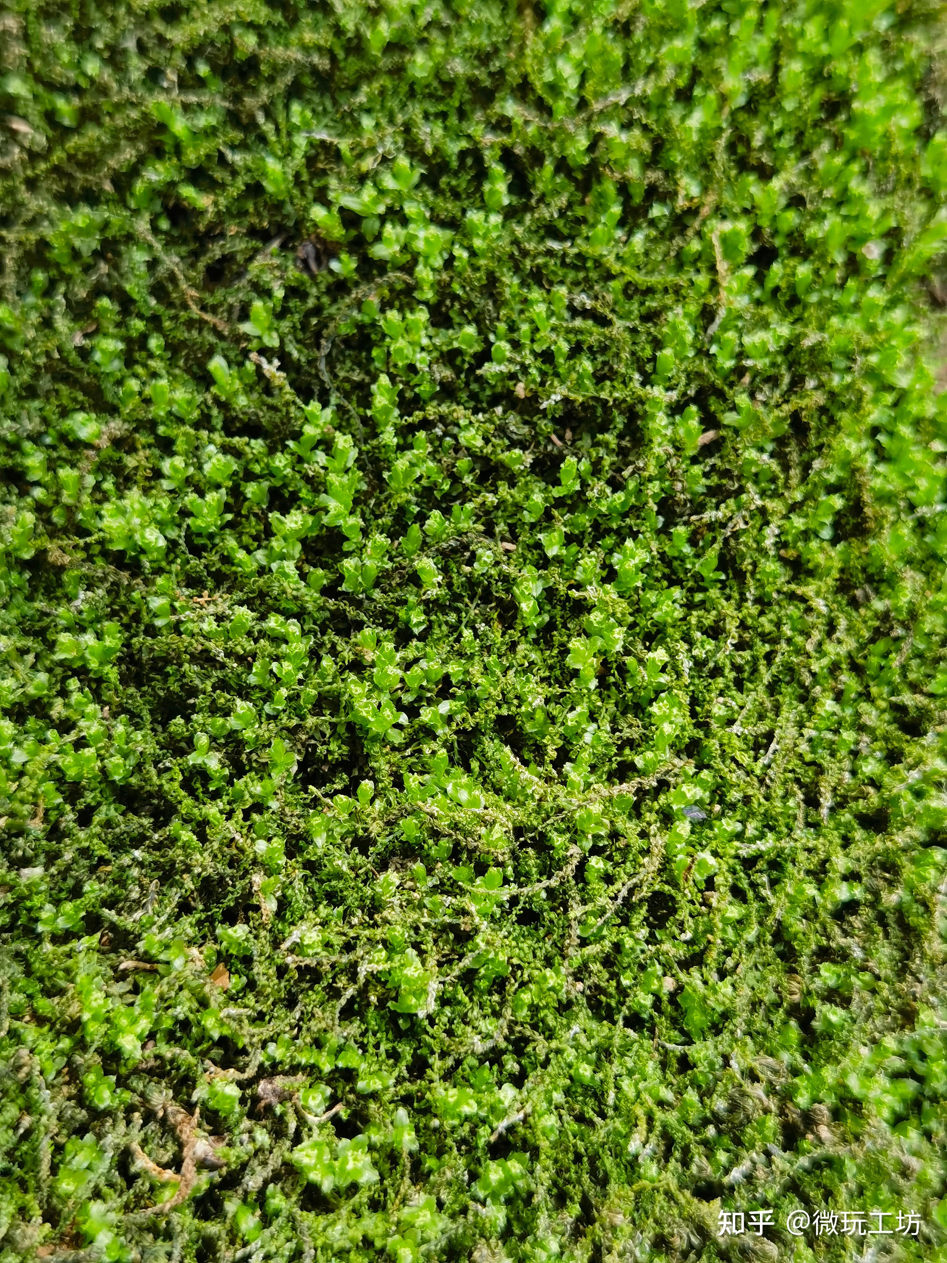 野生苔藓高清图片(3)