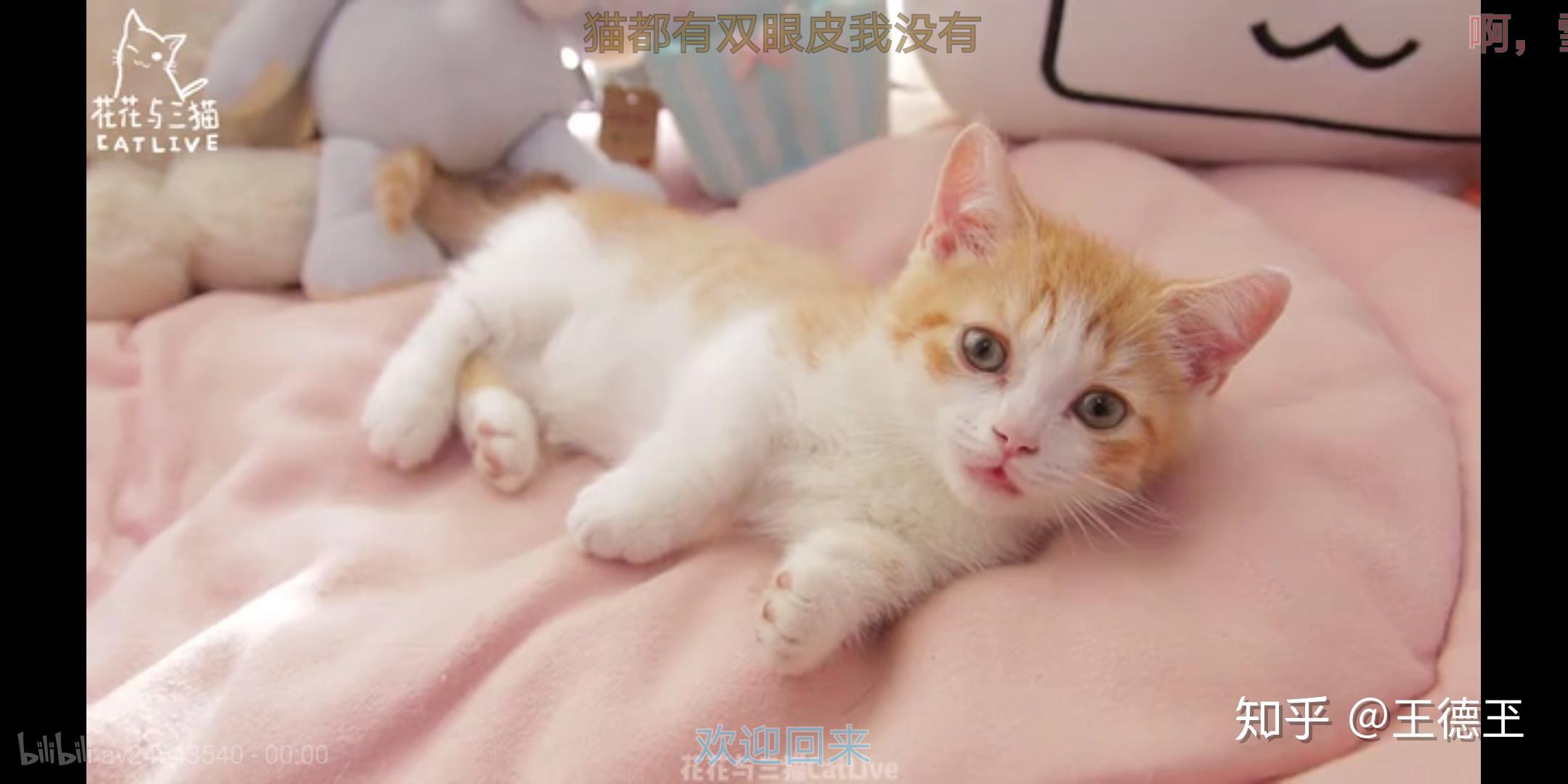 如何评价花花与三猫catlive