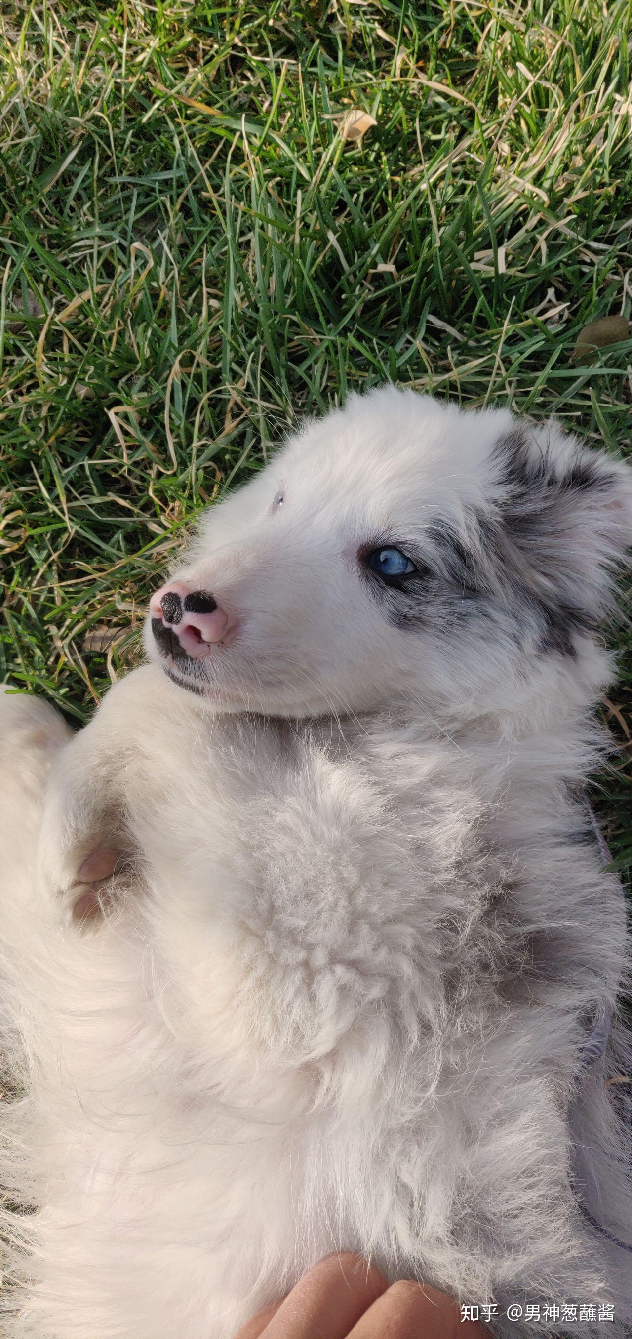 你家的宠物叫什么名字