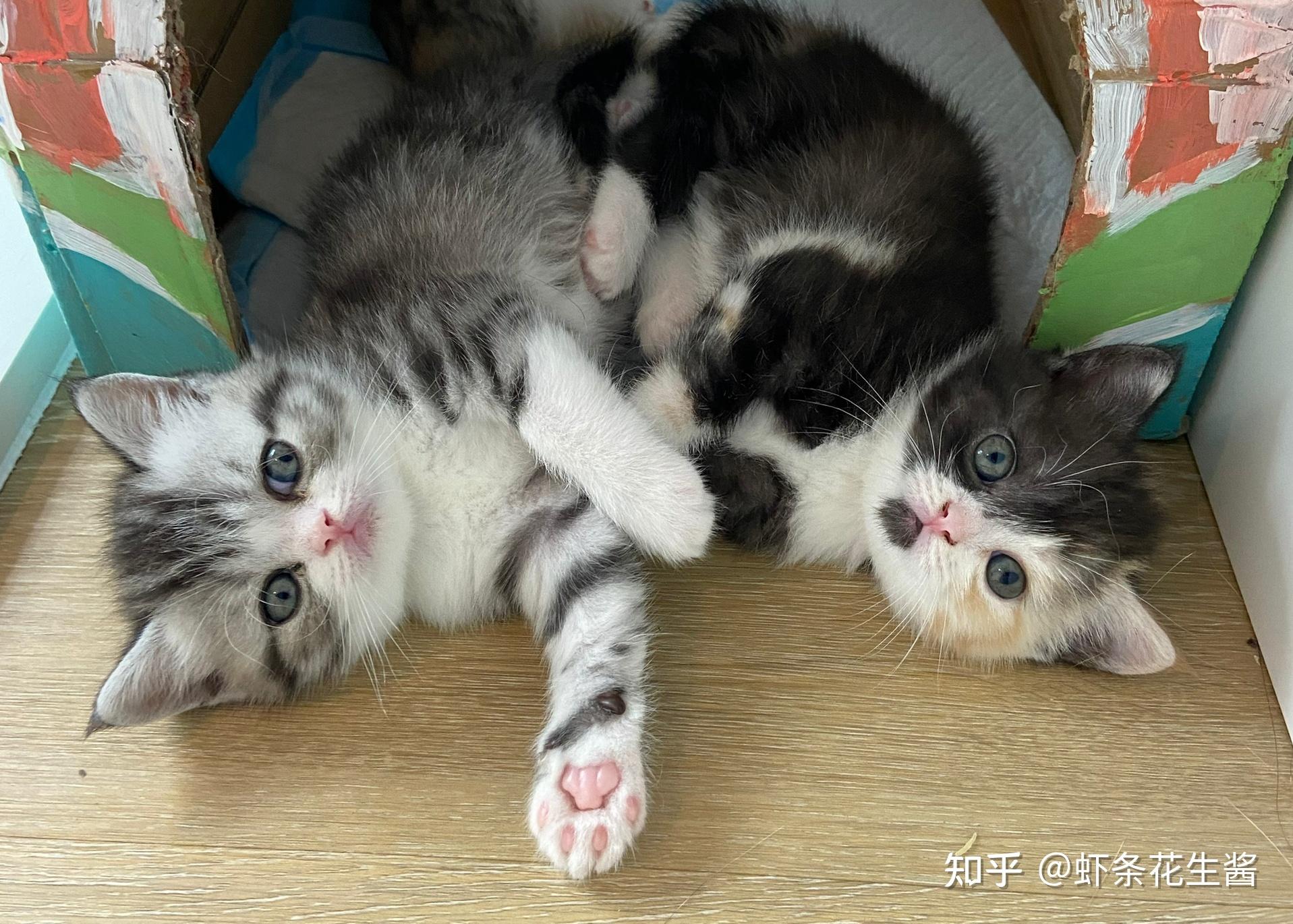 美短和加菲能串吗? - 知乎