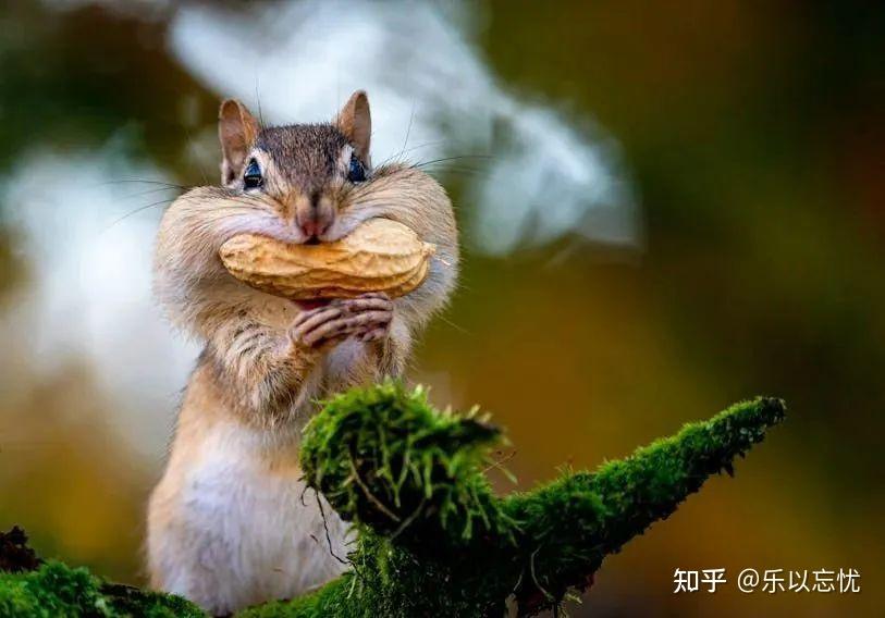 “我饿了。”“你有多饿?”“I am starving!”是有多饿呢? - 知乎