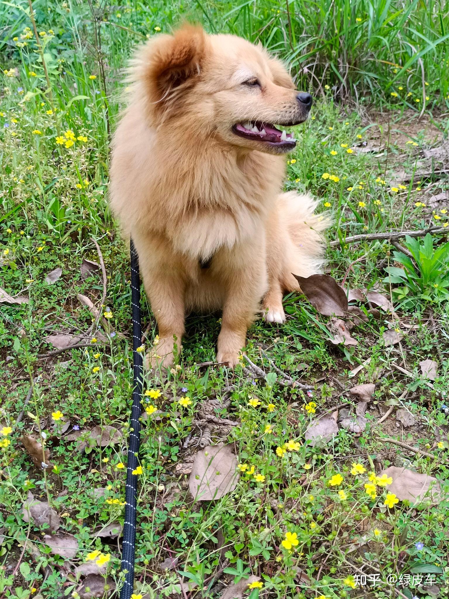 你见过最好看的串串狗是什么样子?