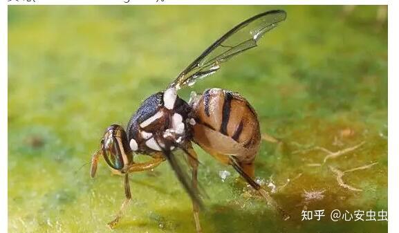 是蝇不是蜂，别被实蝇吓到了！ - 知乎