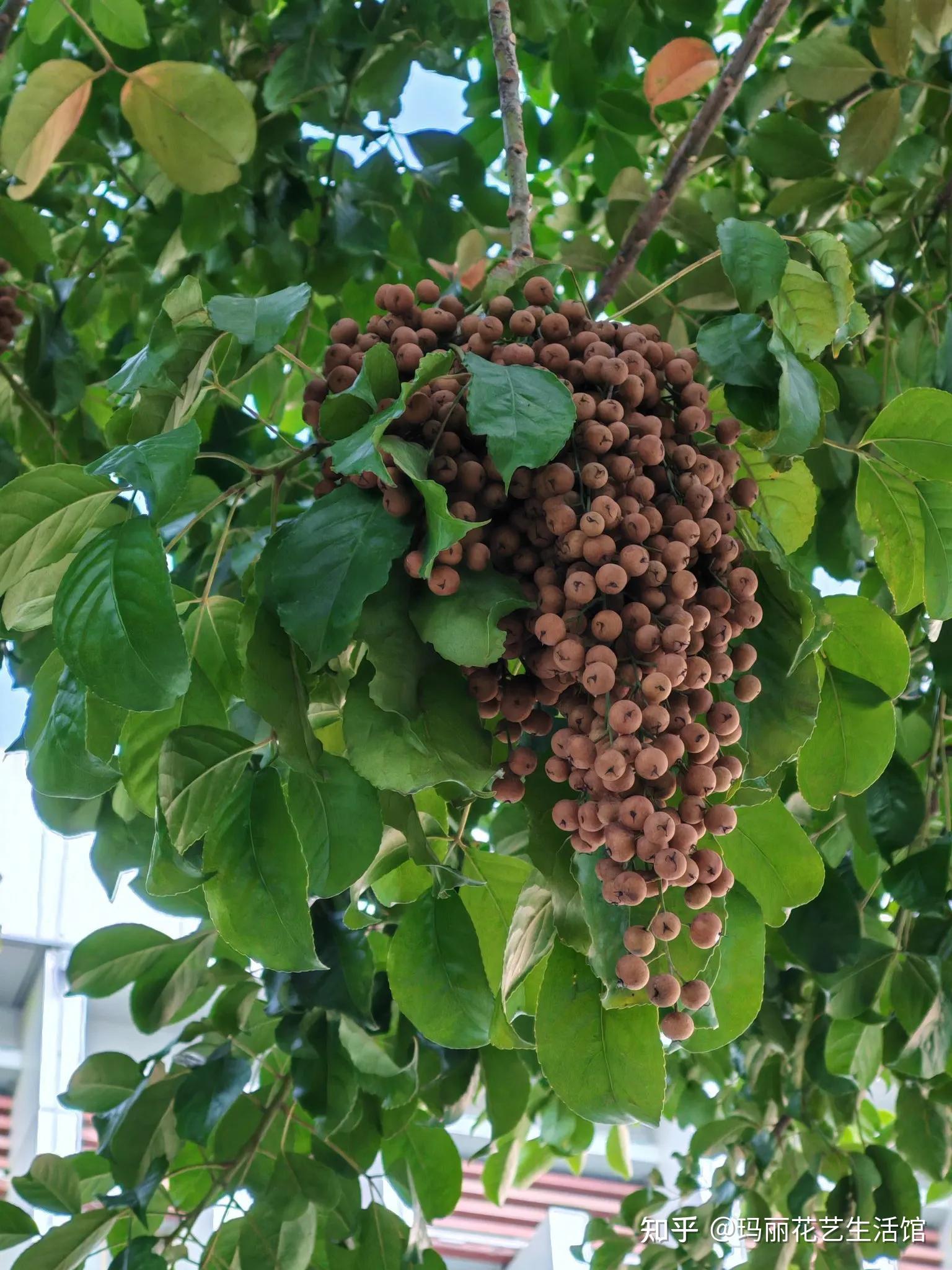 近看观察,原来是秋枫树.不知什么