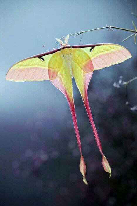 有哪些像蝴蝶一样好看的蛾子