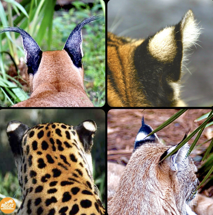 同样是猫科,为什么猫的耳朵是尖的,老虎的耳朵却是圆的?