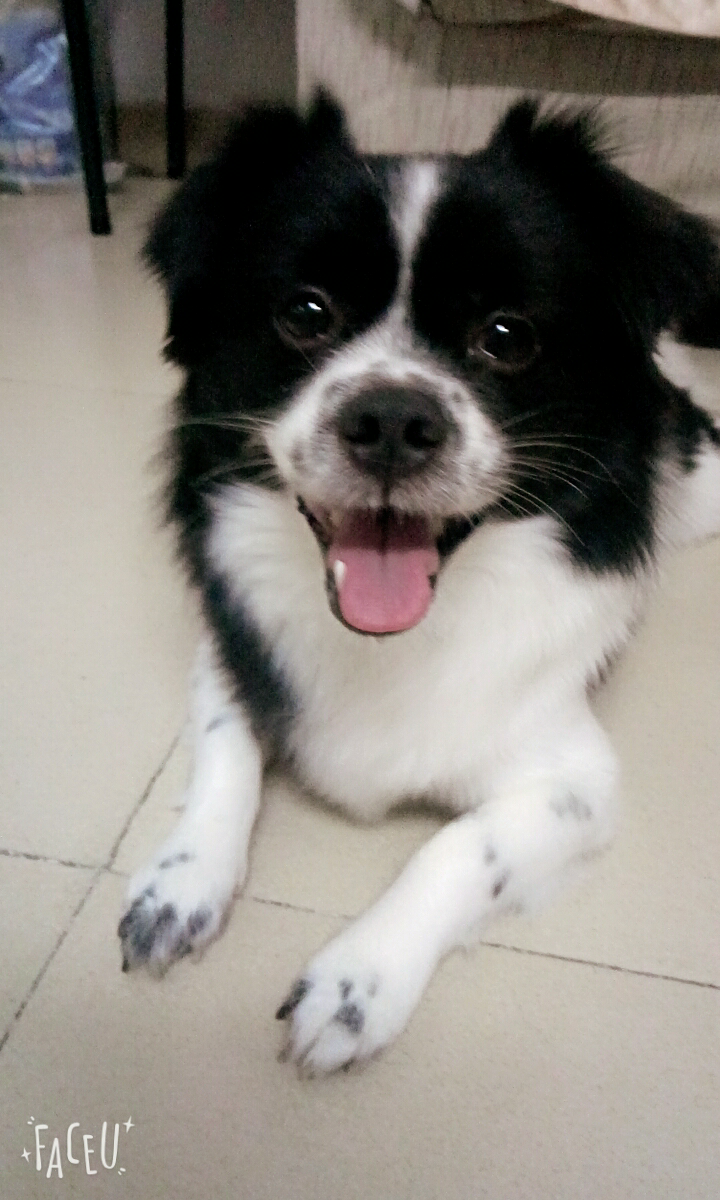 麻烦大家看看我的边牧串还能长大么