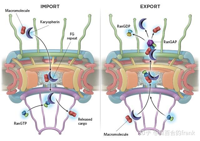 细胞核里的蛋白质能从核孔出去吗? - 知乎