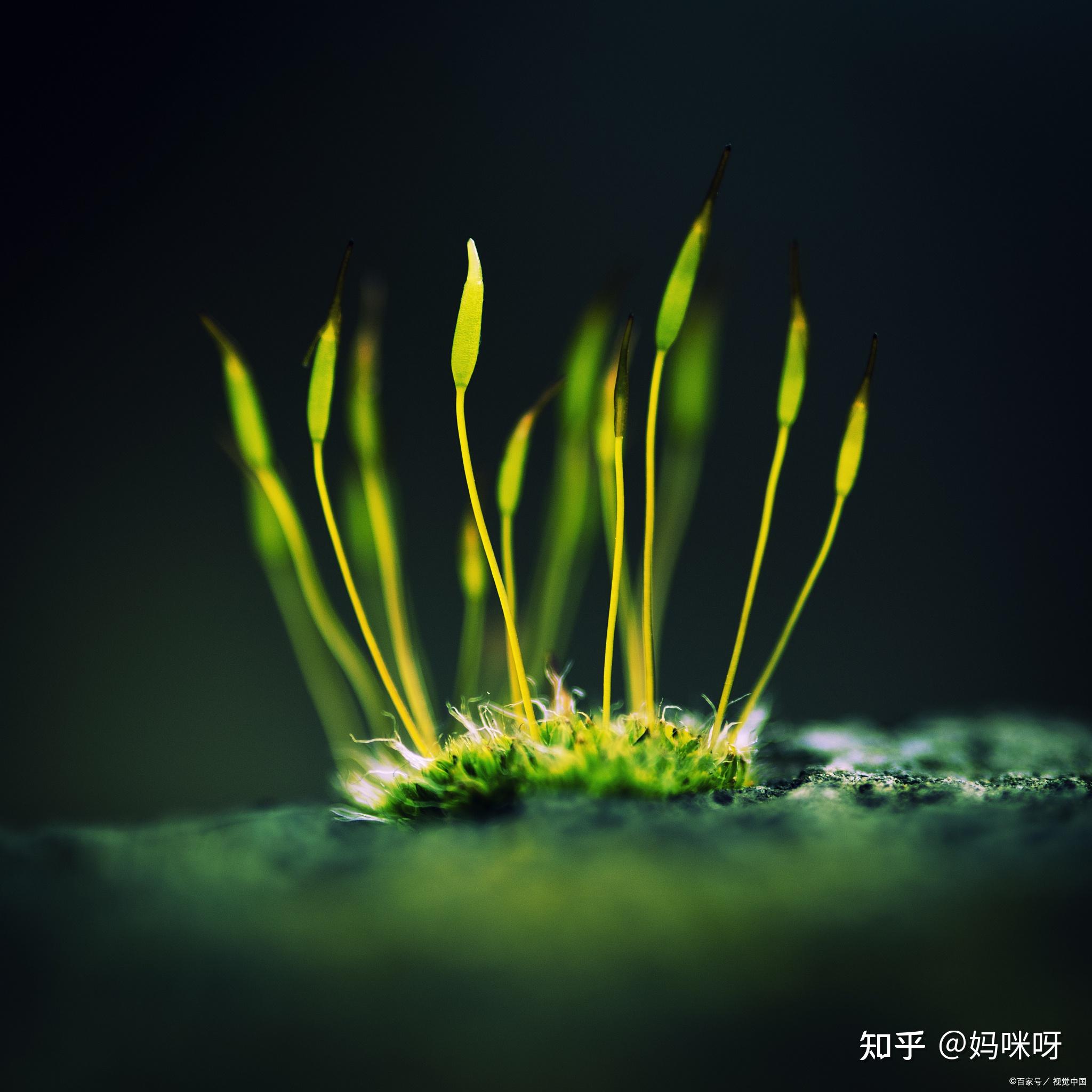 落叶的一生,是为了归根吗? - 知乎