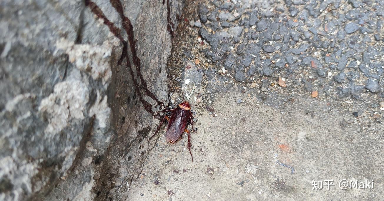 南方的蟑螂真的会飞吗