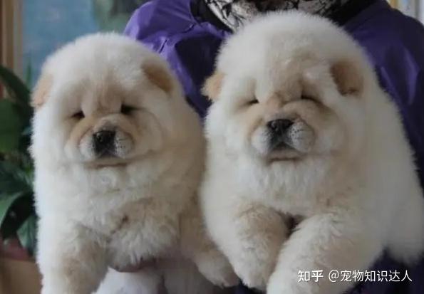 松狮犬多少钱一只?最新报价! - 知乎