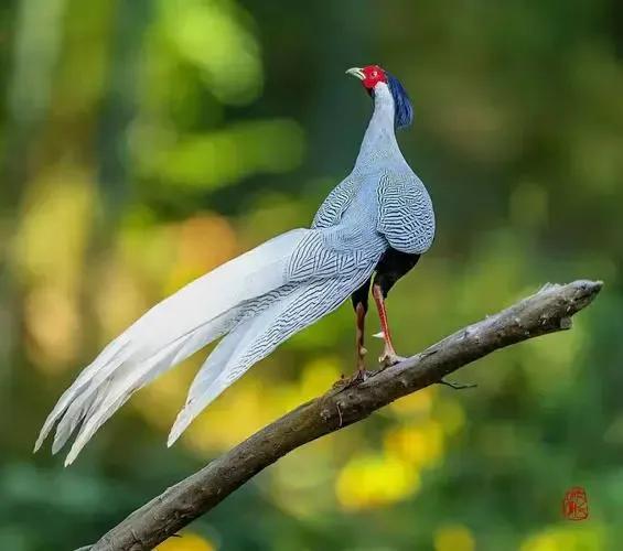 比凤凰还高贵的鸟(中国上仅剩一只的凤凰)