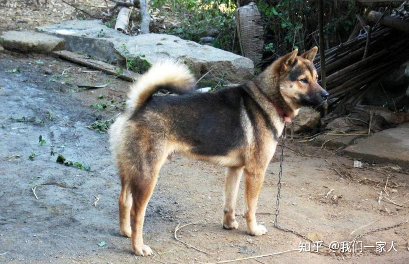 这才是中华田园犬！土狗三大品系划分，你儿时记忆是哪种？ - 知乎