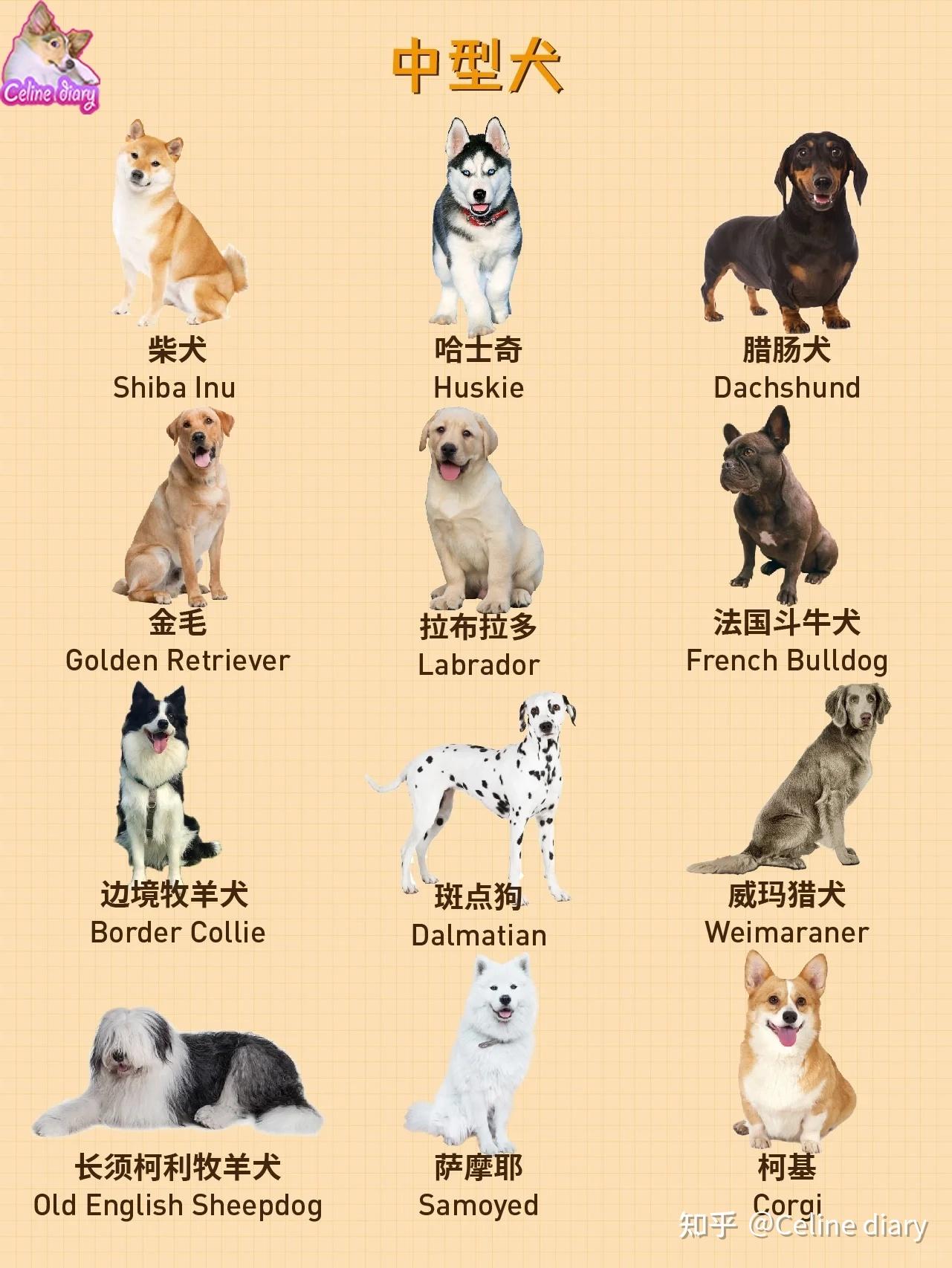 收藏 大中小型犬如何分类？看这一篇就够了 - 知乎