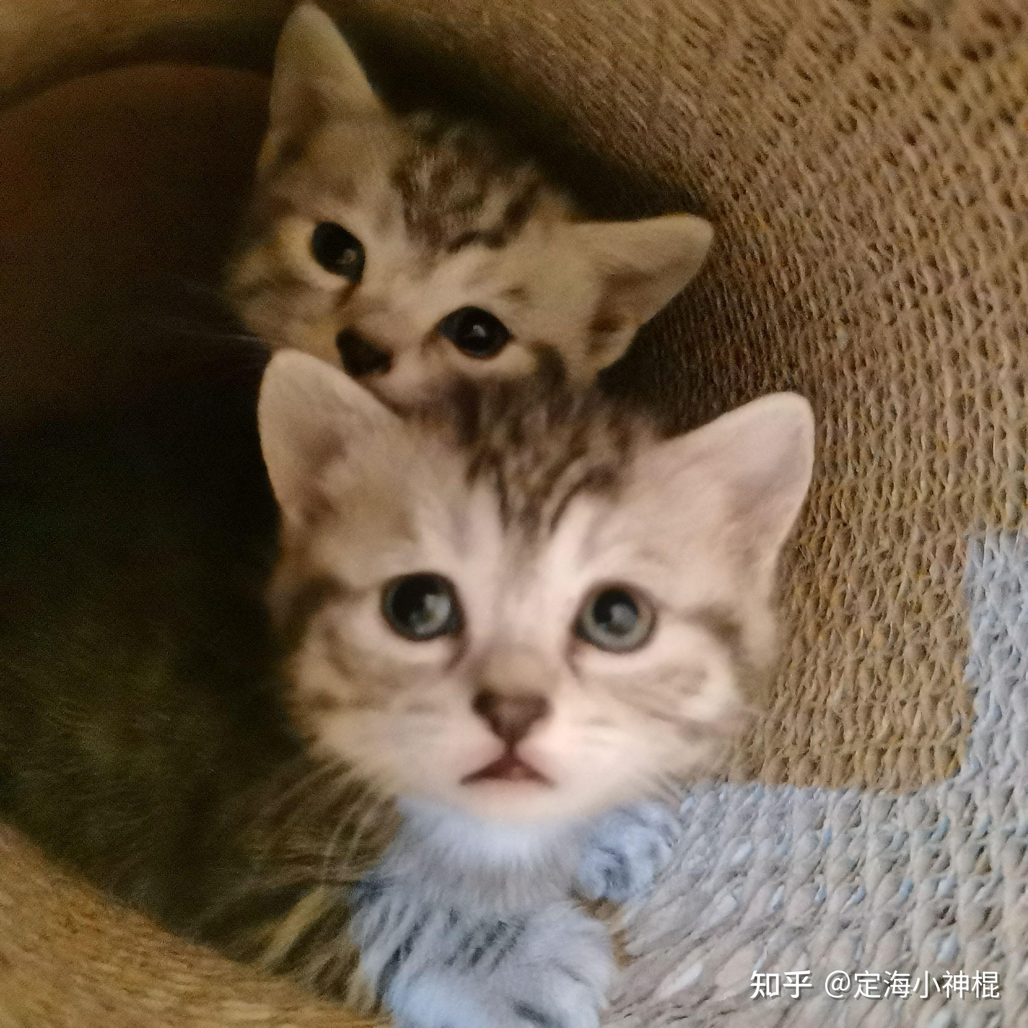 银渐层和狸花猫配出来是个什么样子? - 知乎