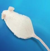 科研人选鼠指南：C57 vs BALB/c，你的实验“第一关”选对了吗？ - 知乎