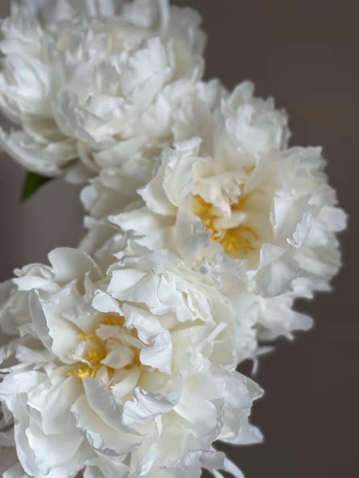 1 | 奶油碗芍药,像一大捧云朵,温柔绝美!