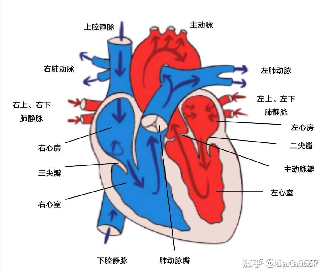 心脏中心房心室图图片