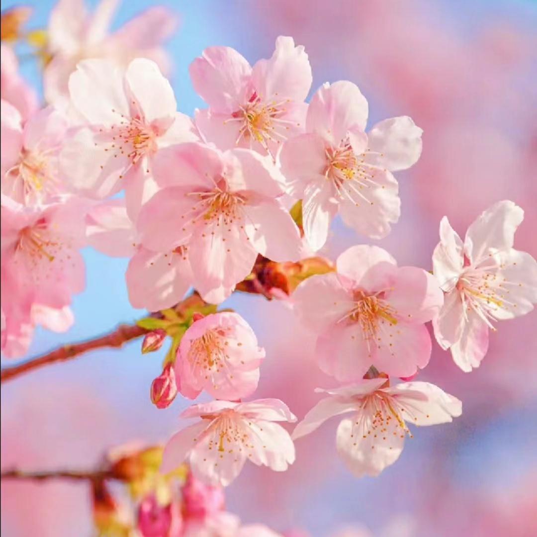 有没有什么高逼格的头像? - 知乎