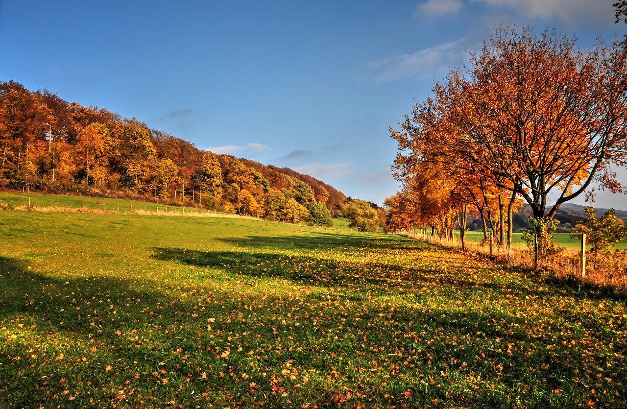 草地上的欢声笑语