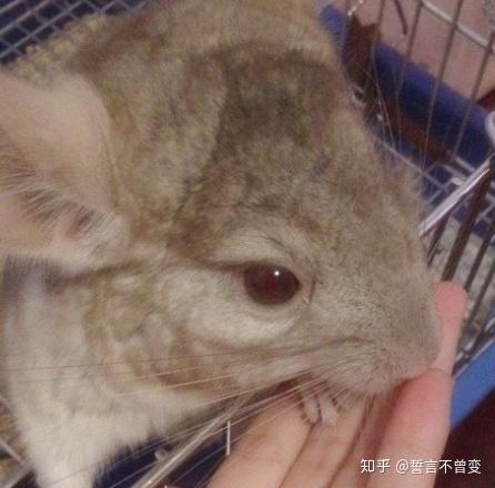 哪种龙猫耳朵会长耳斑? - 知乎