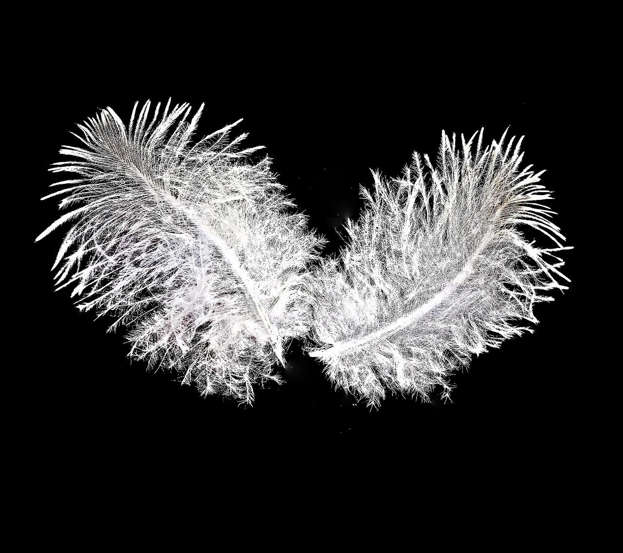 2. 绿珊瑚分株繁殖