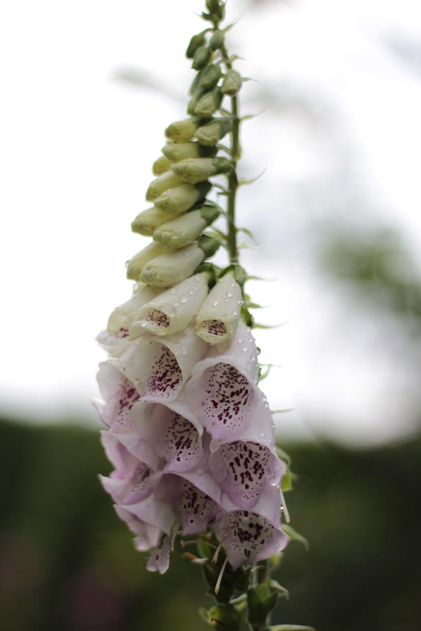 天然除甲醛植物