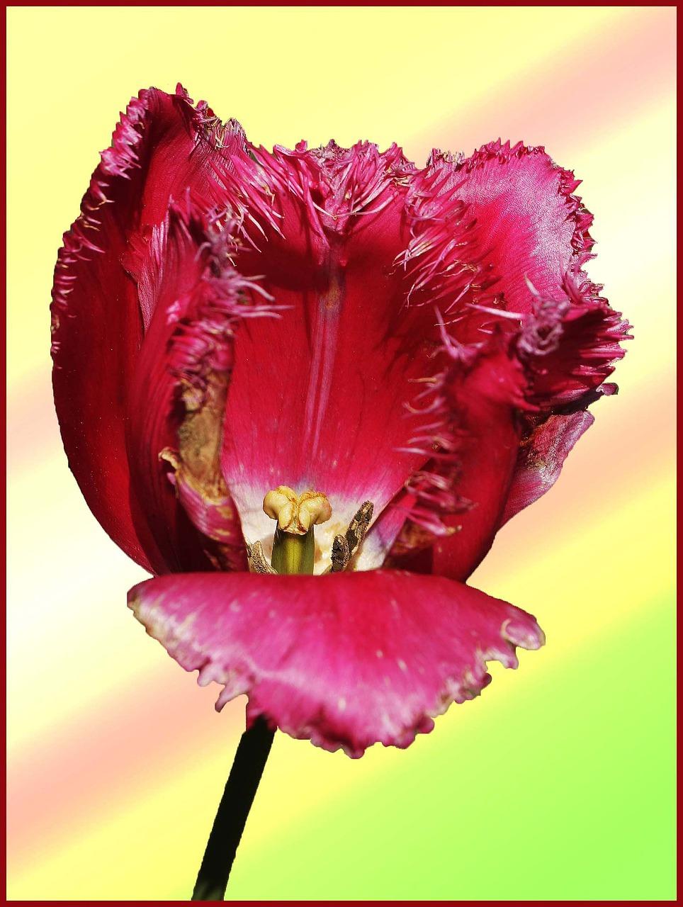 玫瑰花怎么养活