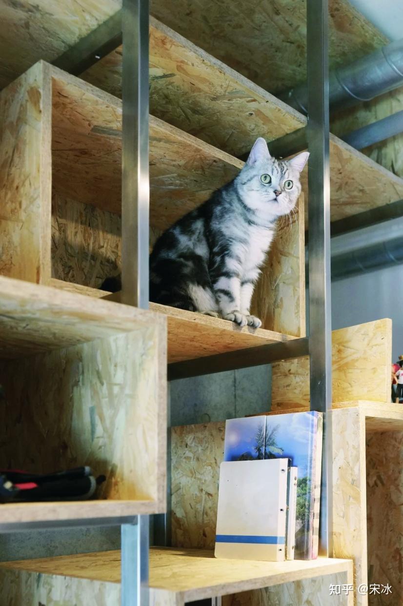 来！给要装修的养猫人泼点冷水 - 知乎