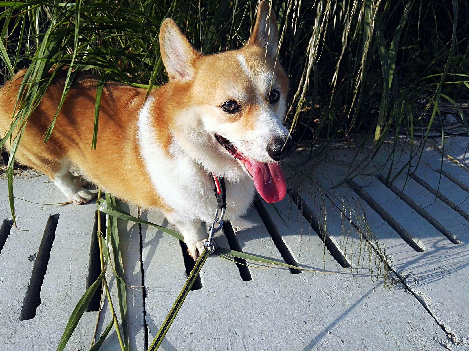 柯基的蓝眼睛是如何变化的