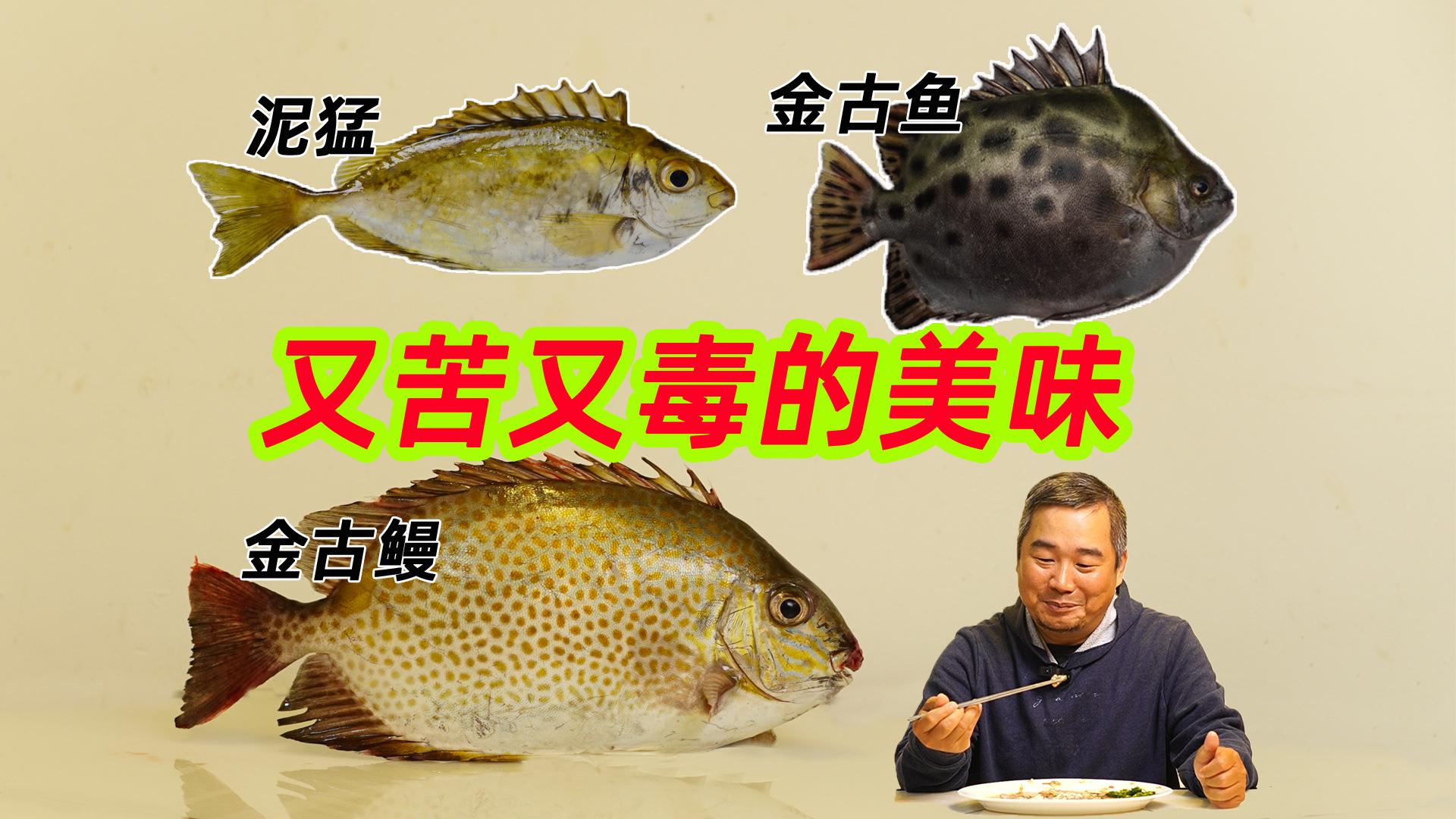 用科学,把又毒又美味的泥猛鱼、金古鳗和金鼓鱼吃明白 - 知乎