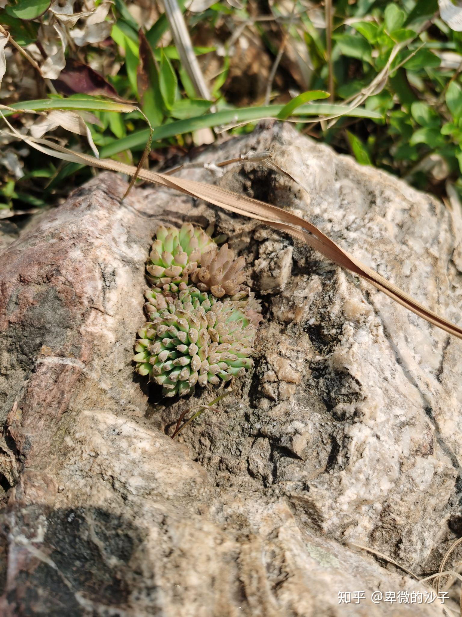 哪些山上有野生多肉? - 知乎