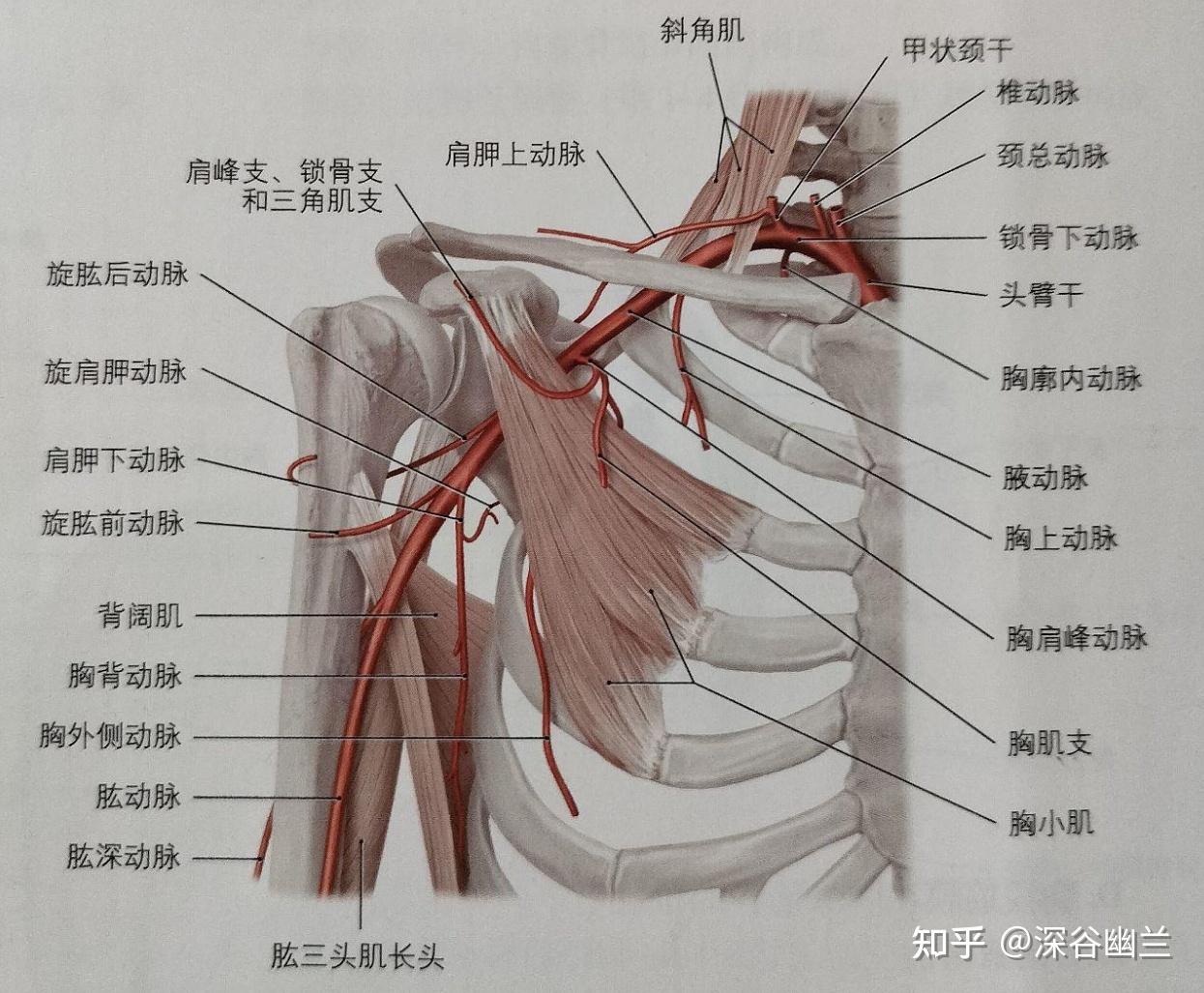 胸肌上中下三束解剖图图片