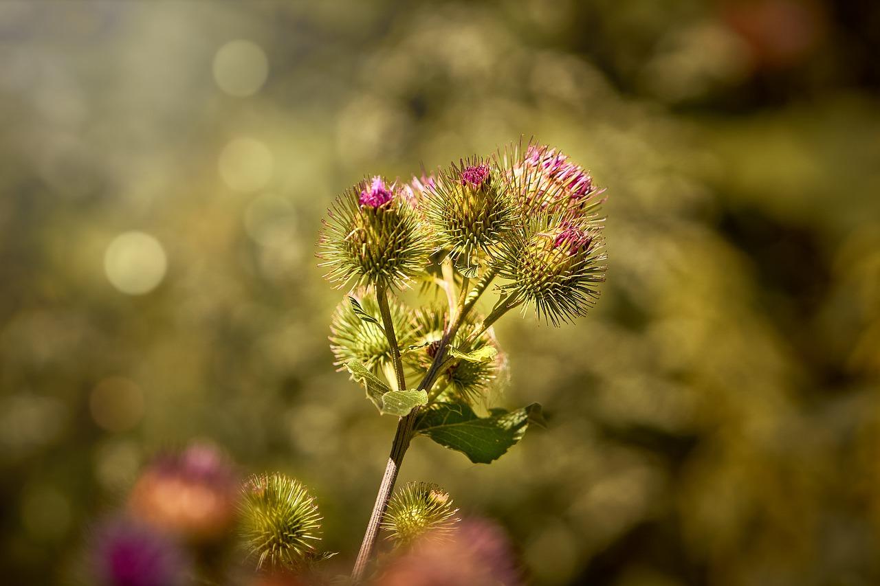 1. 牛蒡属植物科