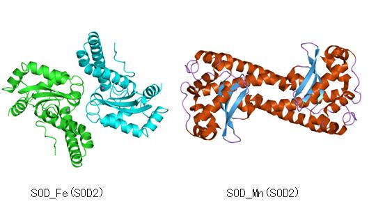 铁锰型SOD:结构、功能、提取及合成生物学应用的深度剖析 - 知乎